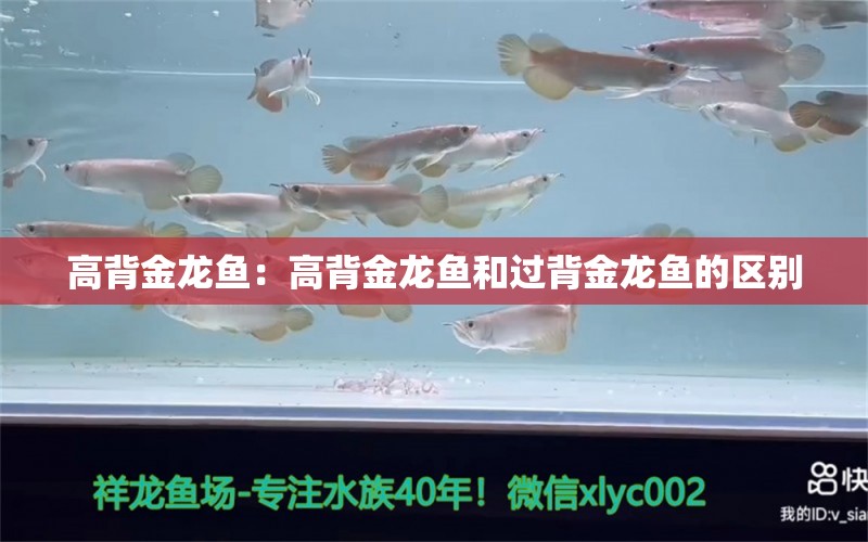 高背金龍魚：高背金龍魚和過背金龍魚的區(qū)別