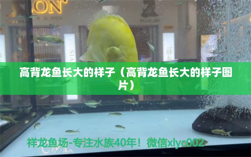 高背龍魚長(zhǎng)大的樣子（高背龍魚長(zhǎng)大的樣子圖片）