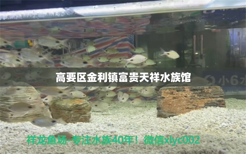 高要區(qū)金利鎮(zhèn)富貴天祥水族館