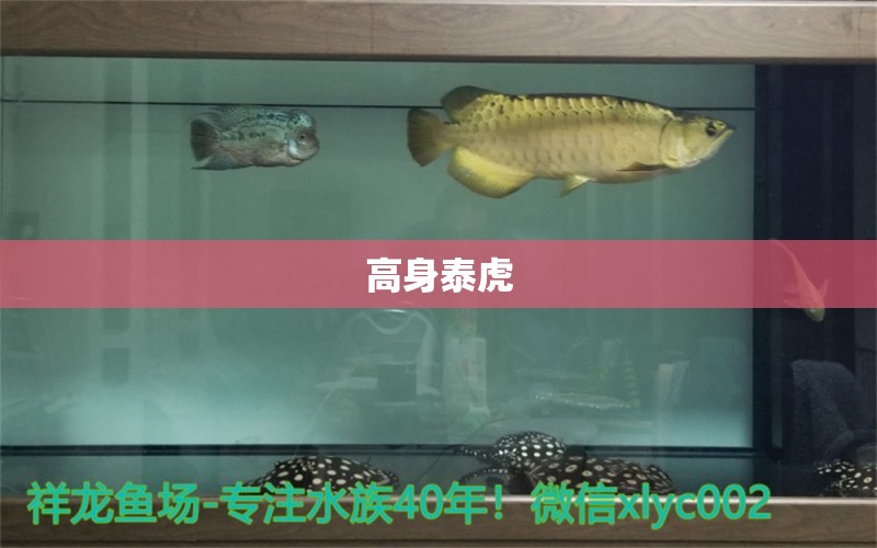 高身泰虎 泰國(guó)虎魚 第4張