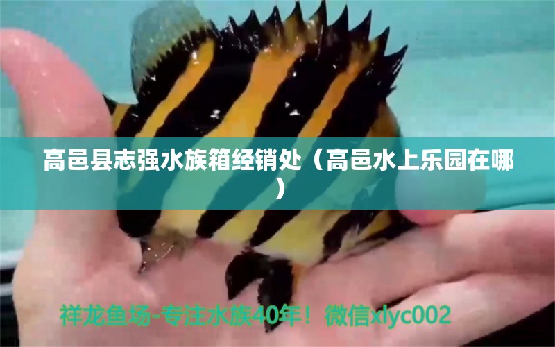 高邑縣志強(qiáng)水族箱經(jīng)銷處（高邑水上樂園在哪） 魚缸/水族箱