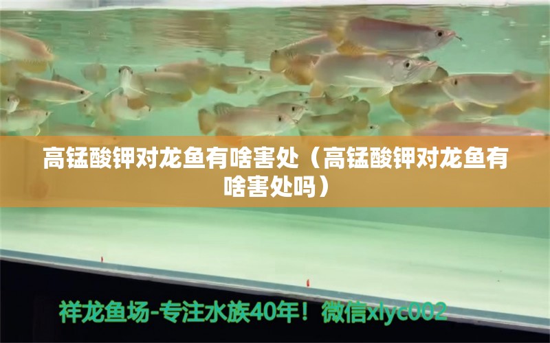 高錳酸鉀對龍魚有啥害處（高錳酸鉀對龍魚有啥害處嗎） 龍魚疾病與治療