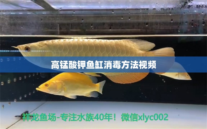 高錳酸鉀魚缸消毒方法視頻 觀賞魚