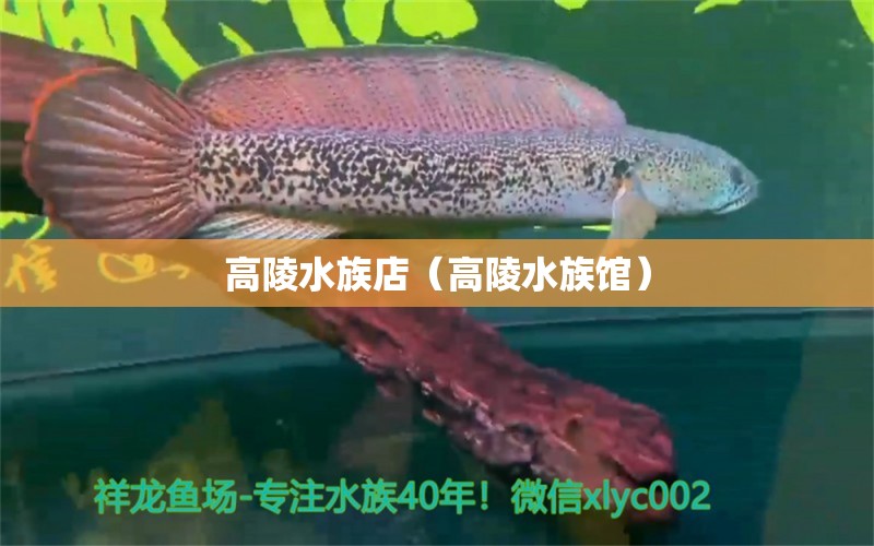 高陵水族店（高陵水族館）