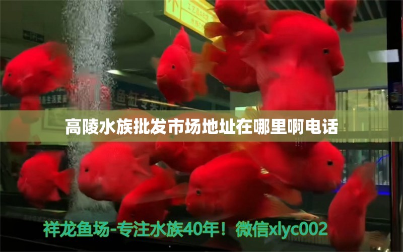 高陵水族批發(fā)市場地址在哪里啊電話 觀賞魚水族批發(fā)市場