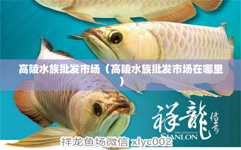 高陵水族批發(fā)市場(chǎng)（高陵水族批發(fā)市場(chǎng)在哪里） 觀賞魚(yú)水族批發(fā)市場(chǎng)