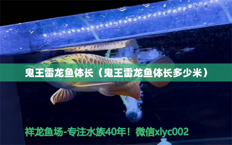 鬼王雷龍魚體長（鬼王雷龍魚體長多少米）