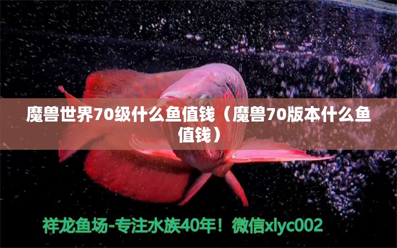 魔獸世界70級(jí)什么魚值錢（魔獸70版本什么魚值錢） 元寶鳳凰魚專用魚糧