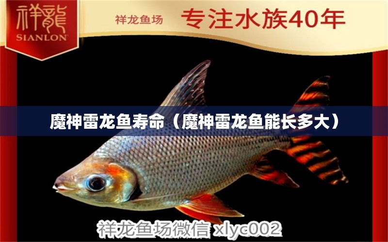 魔神雷龍魚壽命（魔神雷龍魚能長(zhǎng)多大）