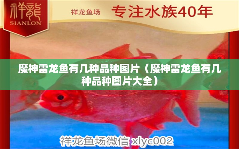 魔神雷龍魚有幾種品種圖片（魔神雷龍魚有幾種品種圖片大全）