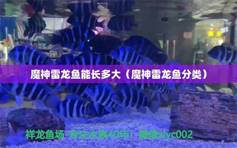 魔神雷龍魚能長多大（魔神雷龍魚分類）