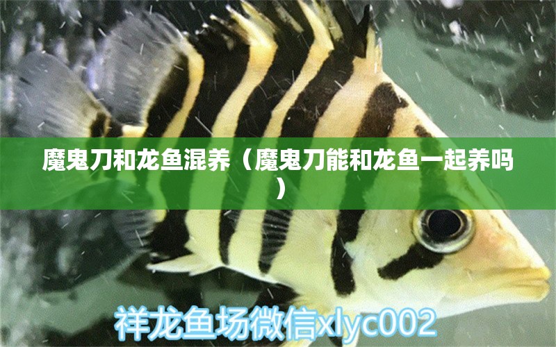 魔鬼刀和龍魚混養(yǎng)（魔鬼刀能和龍魚一起養(yǎng)嗎） 祥龍水族醫(yī)院