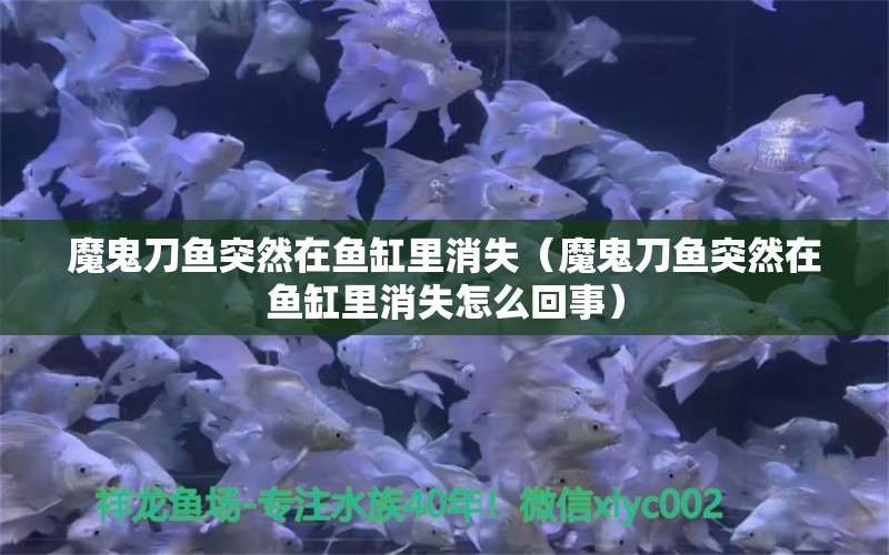 魔鬼刀魚突然在魚缸里消失（魔鬼刀魚突然在魚缸里消失怎么回事）