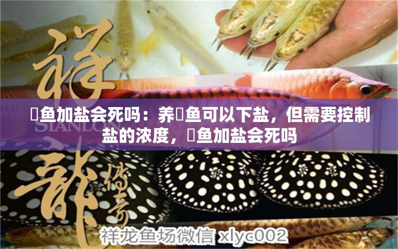 魟魚(yú)加鹽會(huì)死嗎：養(yǎng)魟魚(yú)可以下鹽，但需要控制鹽的濃度，魟魚(yú)加鹽會(huì)死嗎 魟魚(yú)百科 第2張