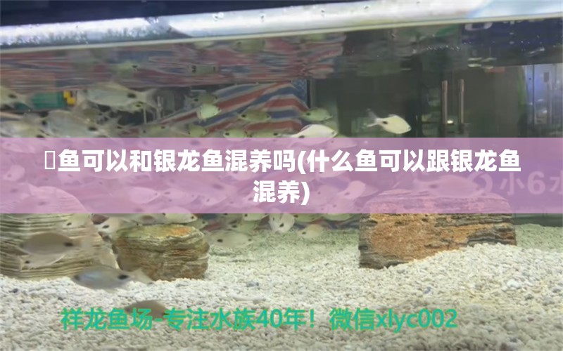 魟魚可以和銀龍魚混養(yǎng)嗎(什么魚可以跟銀龍魚混養(yǎng)) 銀龍魚