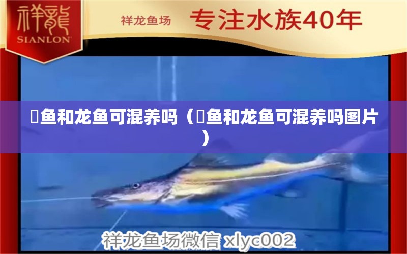 魟魚(yú)和龍魚(yú)可混養(yǎng)嗎（魟魚(yú)和龍魚(yú)可混養(yǎng)嗎圖片）