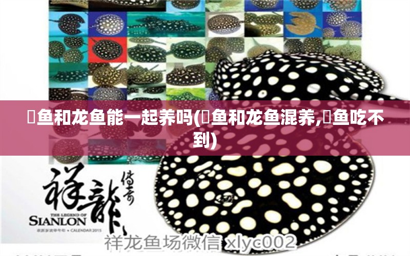 魟魚和龍魚能一起養(yǎng)嗎(魟魚和龍魚混養(yǎng),魟魚吃不到) 黃寬帶蝴蝶魚