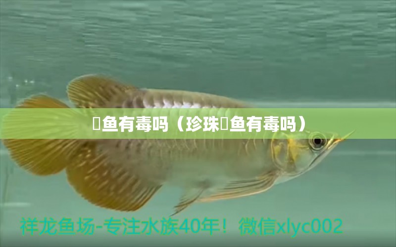 魟魚有毒嗎（珍珠魟魚有毒嗎）