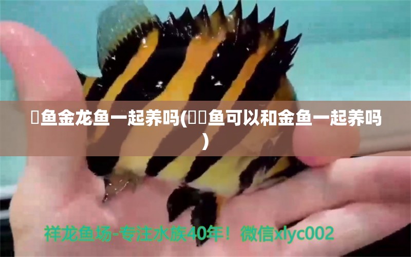 魟魚金龍魚一起養(yǎng)嗎(鳑鲏魚可以和金魚一起養(yǎng)嗎) 印尼紅龍魚 第1張