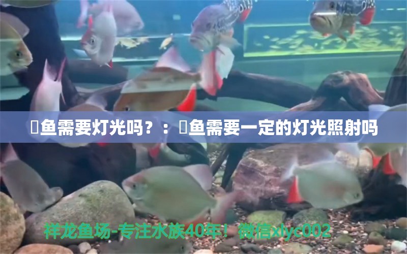 魟魚需要燈光嗎？：魟魚需要一定的燈光照射嗎 魟魚百科 第2張