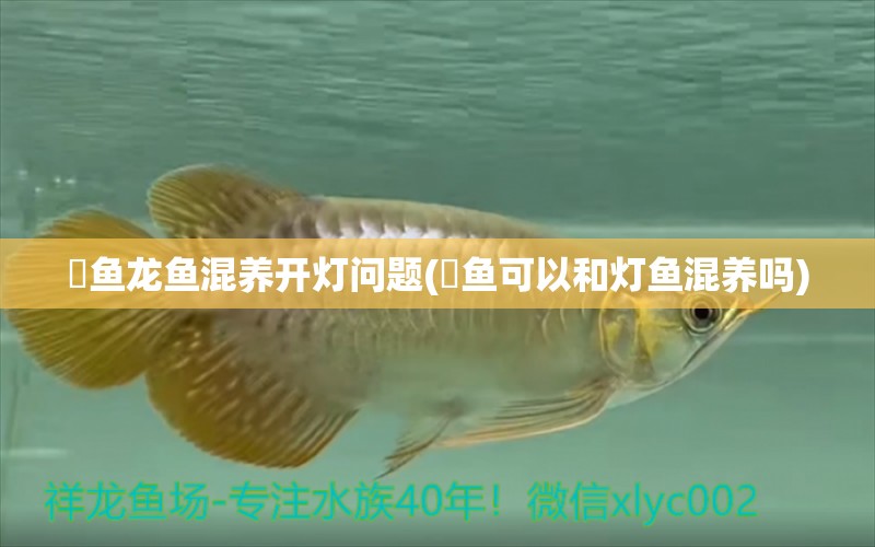 魟魚龍魚混養(yǎng)開燈問題(鳉魚可以和燈魚混養(yǎng)嗎) 速倍妥魚糧魚藥