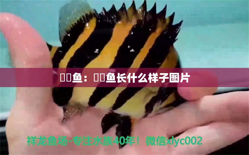 鮟鱇魚：鮟鱇魚長什么樣子圖片