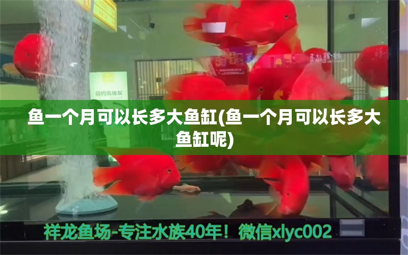 魚一個月可以長多大魚缸(魚一個月可以長多大魚缸呢) 金老虎魚