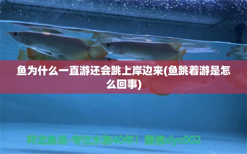 魚為什么一直游還會跳上岸邊來(魚跳著游是怎么回事) 黑帝王魟魚