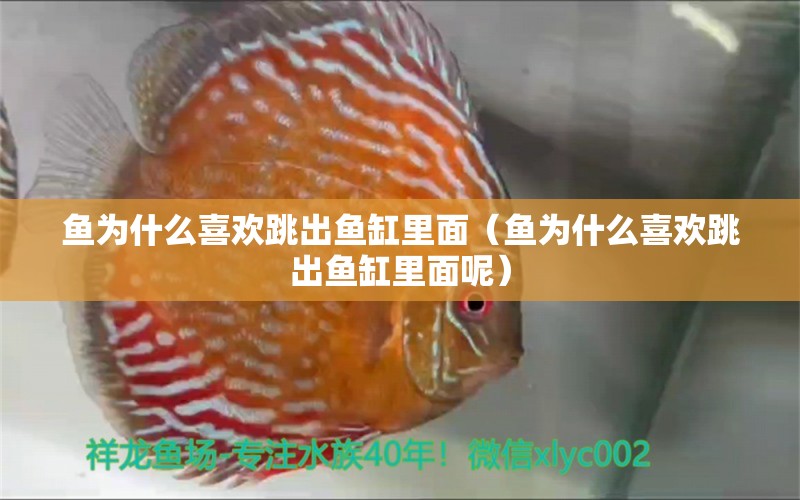 魚為什么喜歡跳出魚缸里面（魚為什么喜歡跳出魚缸里面呢） 祥龍水族醫(yī)院