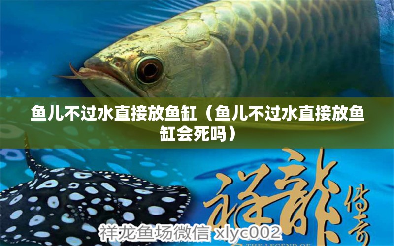 魚兒不過水直接放魚缸（魚兒不過水直接放魚缸會死嗎） 紅化白子銀龍