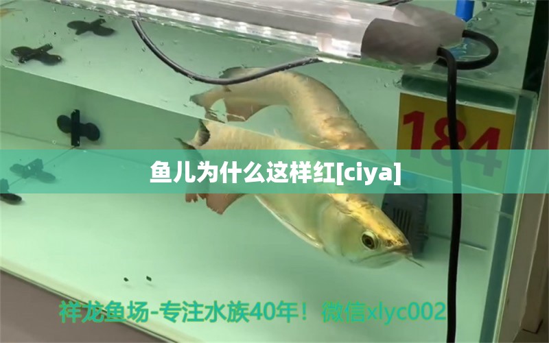 魚兒為什么這樣紅[ciya] 觀賞魚論壇 第1張