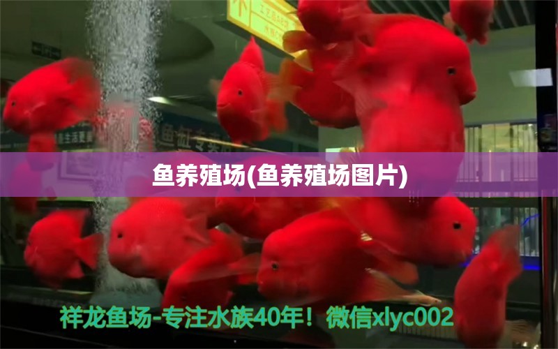 魚養(yǎng)殖場(魚養(yǎng)殖場圖片) 祥龍傳奇品牌魚缸