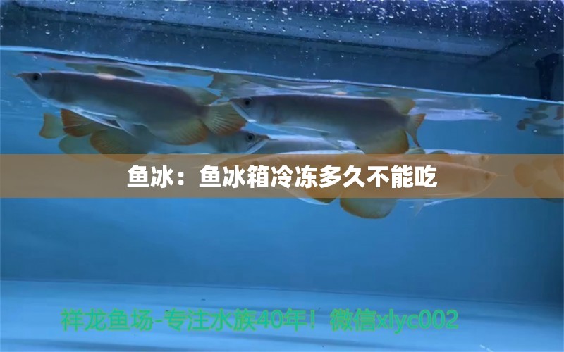 魚冰：魚冰箱冷凍多久不能吃 豬鼻龜