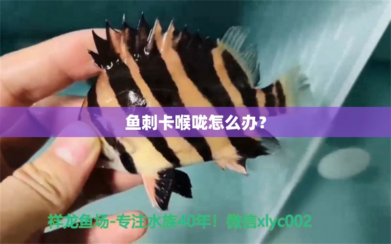 魚刺卡喉嚨怎么辦？