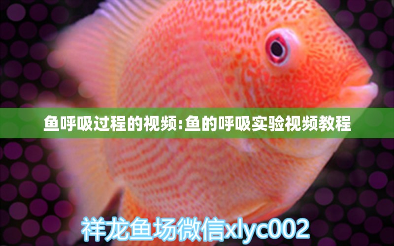 魚呼吸過程的視頻:魚的呼吸實驗視頻教程