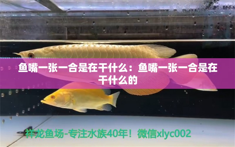 魚嘴一張一合是在干什么：魚嘴一張一合是在干什么的