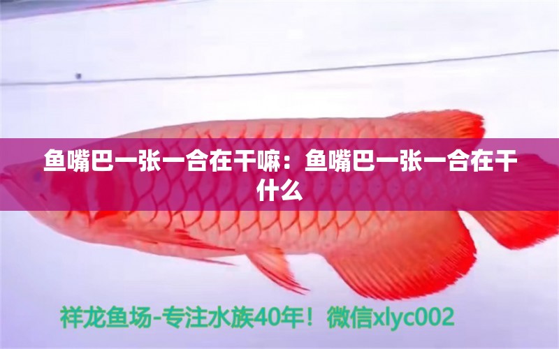 魚嘴巴一張一合在干嘛：魚嘴巴一張一合在干什么 過背金龍魚