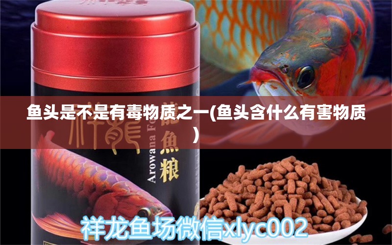 魚(yú)頭是不是有毒物質(zhì)之一(魚(yú)頭含什么有害物質(zhì)) 虎魚(yú)魚(yú)苗