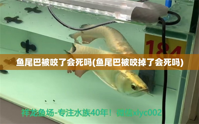 魚尾巴被咬了會(huì)死嗎(魚尾巴被咬掉了會(huì)死嗎) 非洲象鼻魚