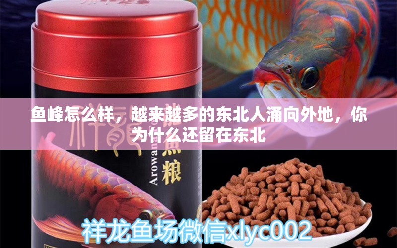 魚(yú)峰怎么樣，越來(lái)越多的東北人涌向外地，你為什么還留在東北