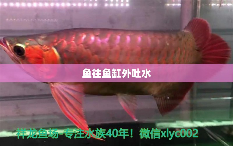 魚往魚缸外吐水 祥龍魚場