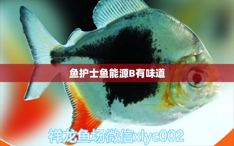 魚護(hù)士魚能源B有味道