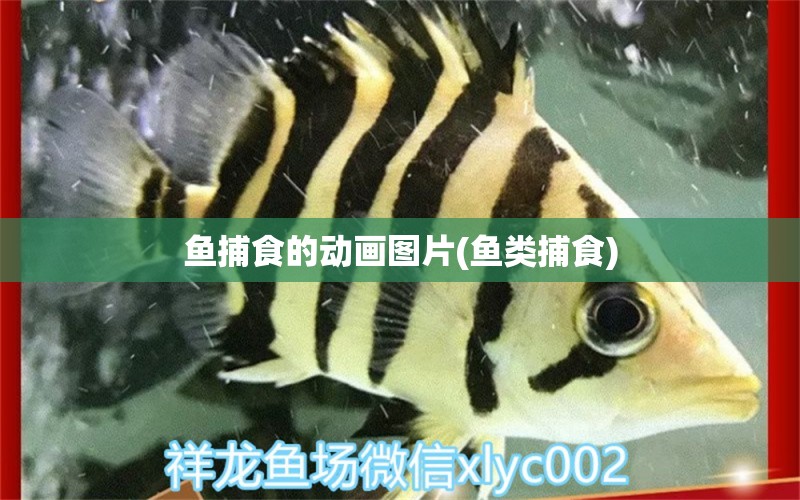 魚捕食的動畫圖片(魚類捕食)