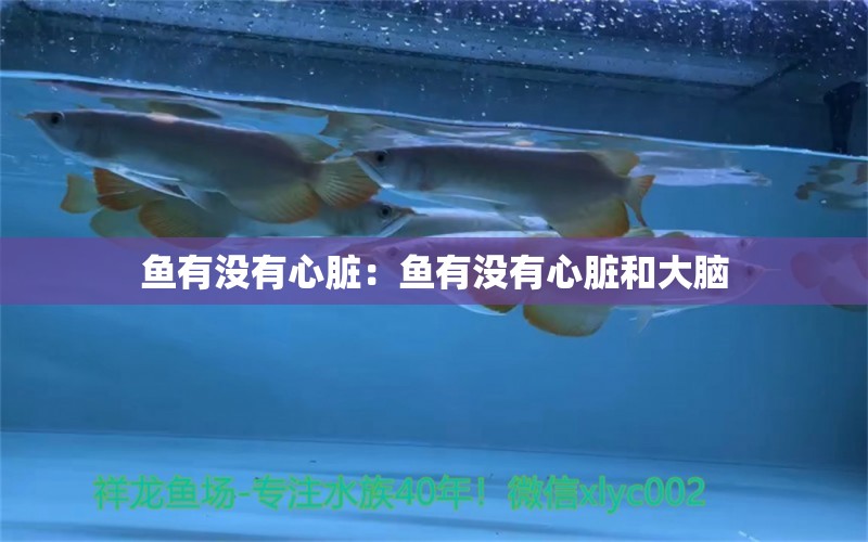 魚有沒有心臟：魚有沒有心臟和大腦