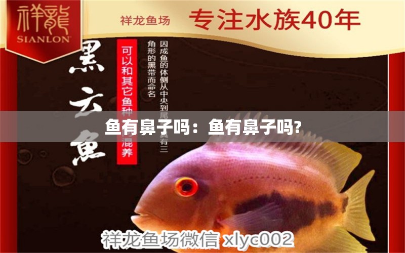 魚有鼻子嗎：魚有鼻子嗎? 鸚鵡魚