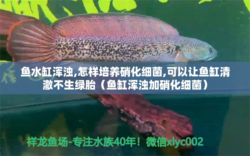 魚水缸渾濁,怎樣培養(yǎng)硝化細(xì)菌,可以讓魚缸清澈不生綠胎（魚缸渾濁加硝化細(xì)菌） 硝化細(xì)菌