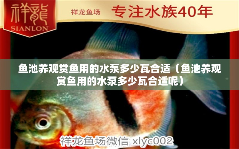 魚池養(yǎng)觀賞魚用的水泵多少瓦合適（魚池養(yǎng)觀賞魚用的水泵多少瓦合適呢） 祥龍水族醫(yī)院