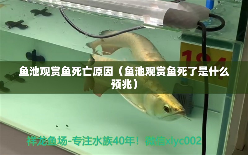 魚池觀賞魚死亡原因（魚池觀賞魚死了是什么預(yù)兆） 廣州觀賞魚批發(fā)市場