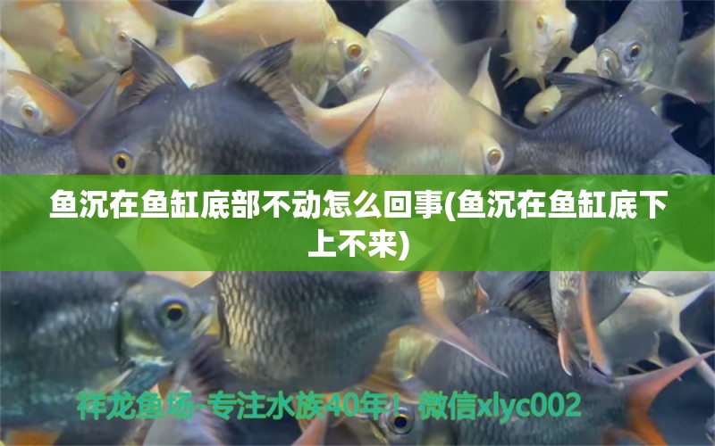 魚沉在魚缸底部不動(dòng)怎么回事(魚沉在魚缸底下上不來)