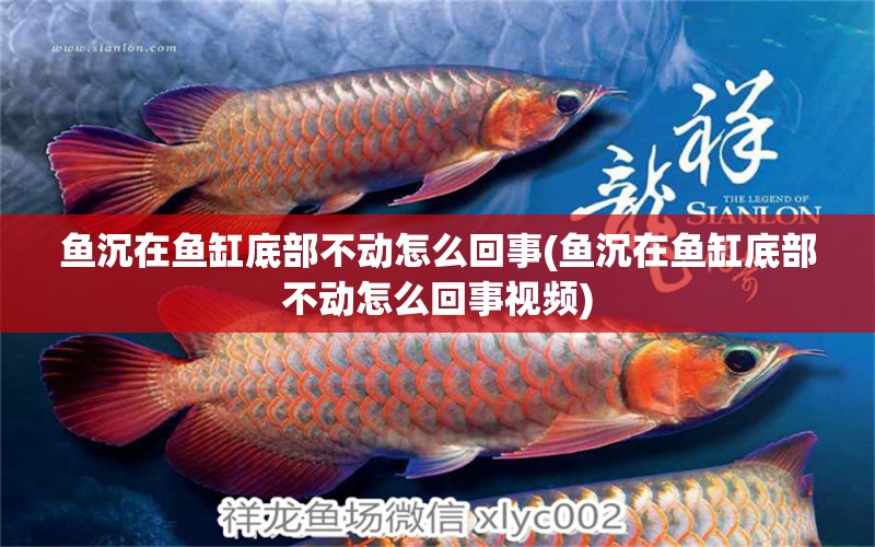 魚沉在魚缸底部不動(dòng)怎么回事(魚沉在魚缸底部不動(dòng)怎么回事視頻)